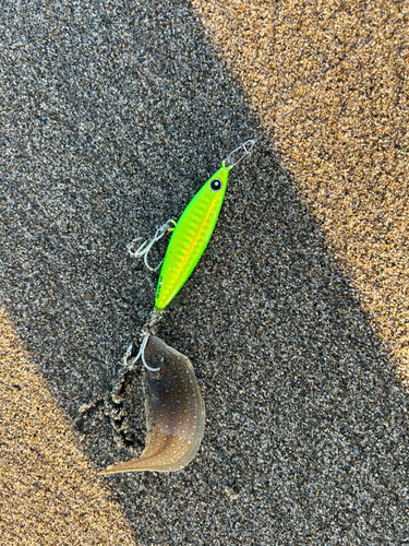 シタビラメの釣果