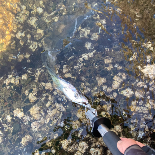 タチウオの釣果