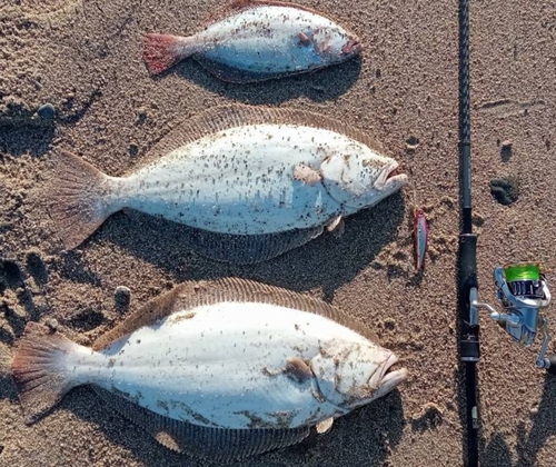 ヒラメの釣果