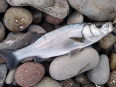 セイゴ（ヒラスズキ）の釣果