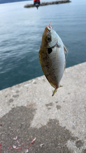 アイゴの釣果