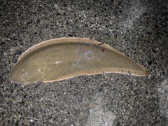 シタビラメの釣果