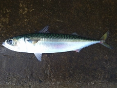 サバの釣果