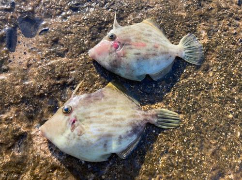 カワハギの釣果