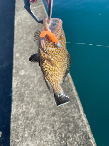 オオモンハタの釣果