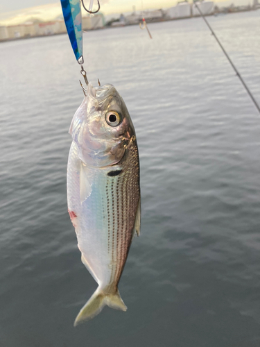 コノシロの釣果