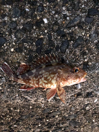 カサゴの釣果