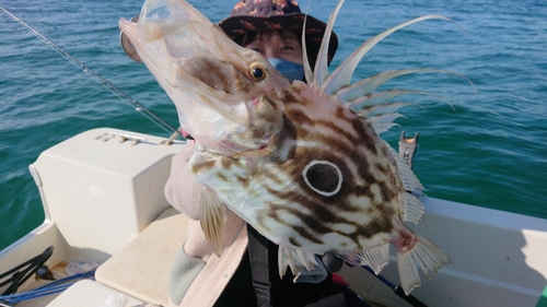 マトウダイの釣果