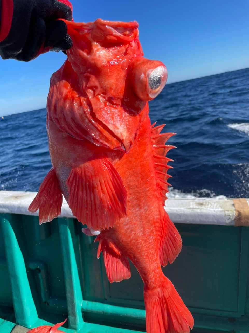 ニャーゴさんの釣果 2枚目の画像