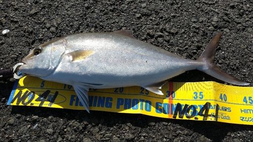 ネリゴの釣果