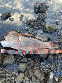 コブダイの釣果