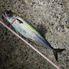 マサバの釣果