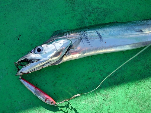 タチウオの釣果