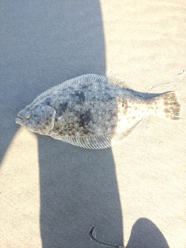 ソゲの釣果