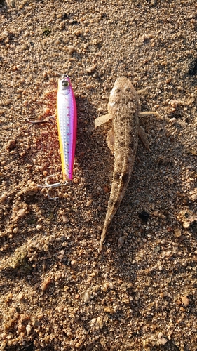 マゴチの釣果