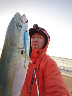 ハマチの釣果