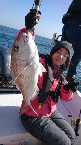 マダイの釣果