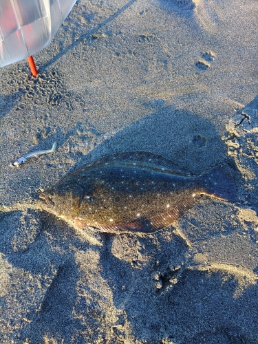 ヒラメの釣果