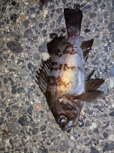 シロメバルの釣果