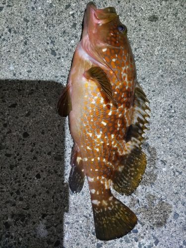 キジハタの釣果