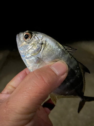 メッキの釣果