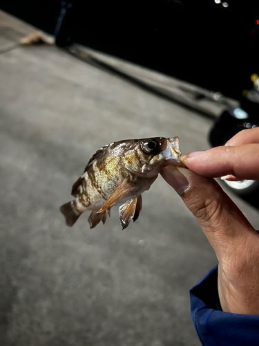 メバルの釣果