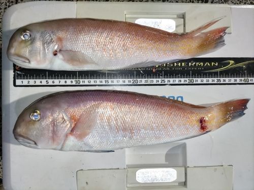 シロアマダイの釣果