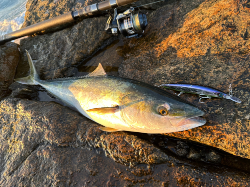 メジロの釣果