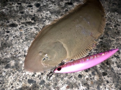 シタビラメの釣果