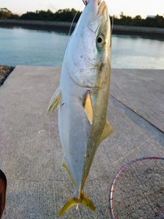 ハマチの釣果