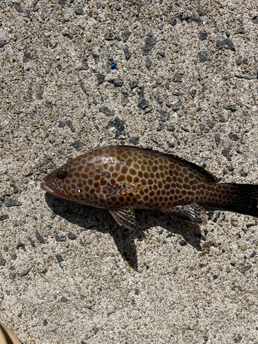 オオモンハタの釣果