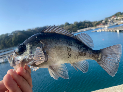 クロメバルの釣果