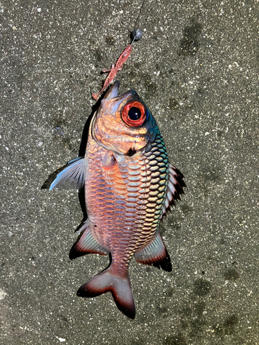 ナミマツカサの釣果