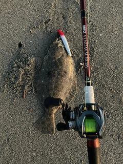 ヒラメの釣果