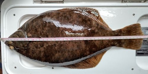 カレイの釣果