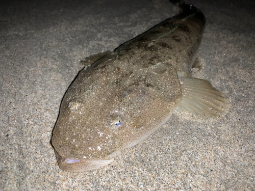 マゴチの釣果