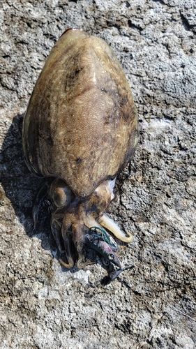 コウイカの釣果