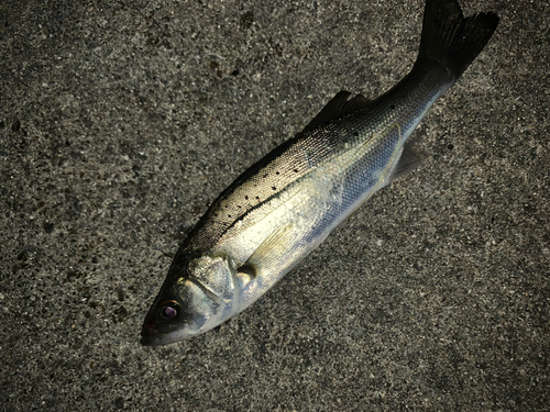 セイゴ（マルスズキ）の釣果