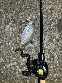 ギンガメアジの釣果