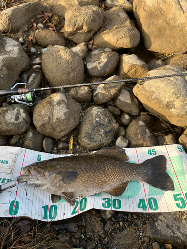 スモールマウスバスの釣果