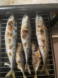 サバの釣果