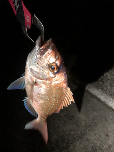 マダイの釣果