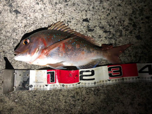 マダイの釣果