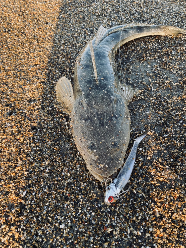 マゴチの釣果