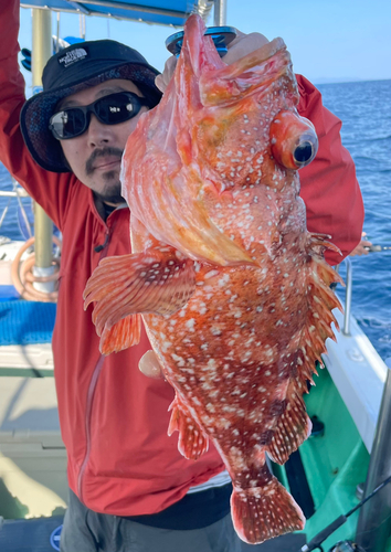 ウッカリカサゴの釣果