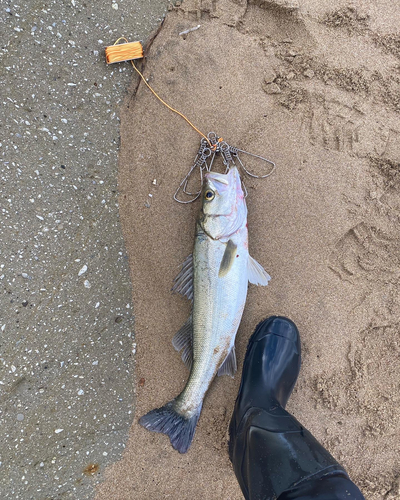 スズキの釣果