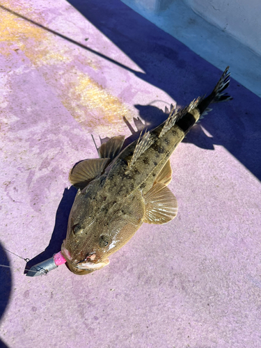 マゴチの釣果