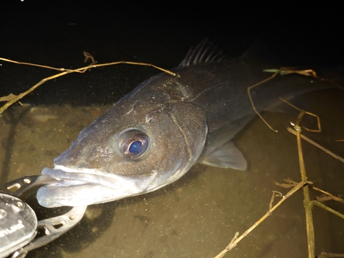 マルスズキの釣果