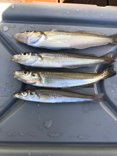 キスの釣果