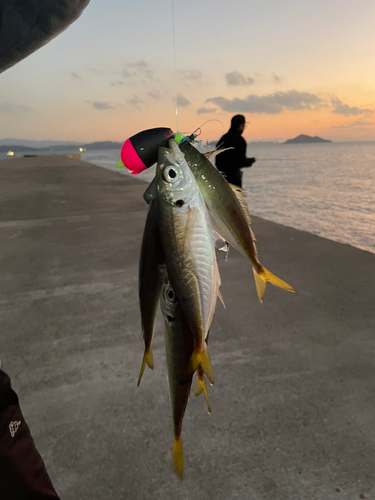 アジの釣果